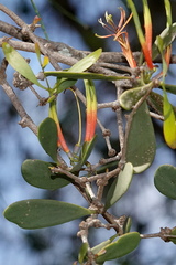 Lysiana maritima