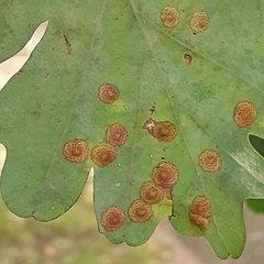 Neuroterus quercusbaccarum