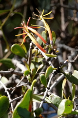 Lysiana maritima