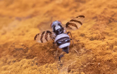 Myennis octopunctata