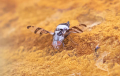 Myennis octopunctata