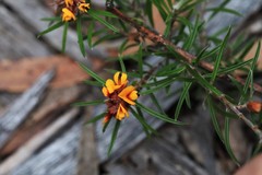 Pultenaea robusta
