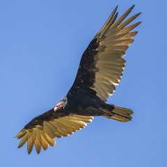 Cathartes aura image