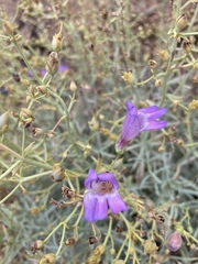 Penstemon incertus