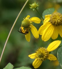 Andrena rudbeckiae
