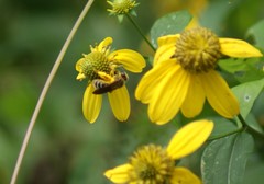 Andrena rudbeckiae