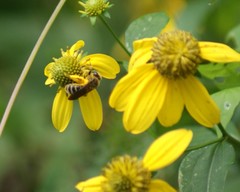 Andrena rudbeckiae