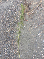 Potamogeton richardsonii