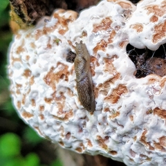 Prophysaon vanattae
