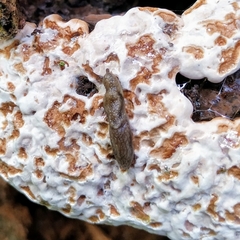 Prophysaon vanattae