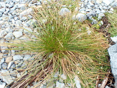 Juncus parryi