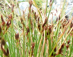 Juncus parryi