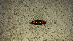 Heliconius telesiphe