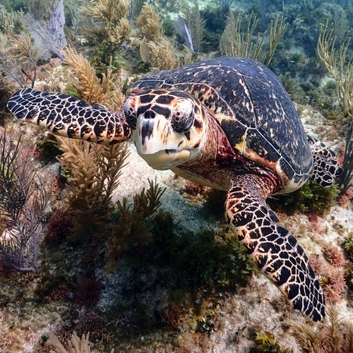 Hawksbill Sea Turtle, photo 8 of 9