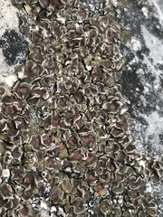 Acarospora glaucocarpa