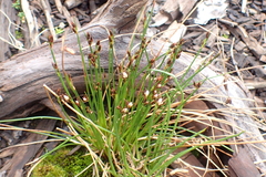 Juncus parryi