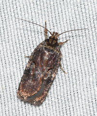 Agonopterix lythrella