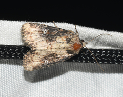 Mesapamea fractilinea