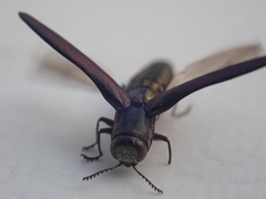 Agrilus difficilis