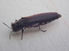 Agrilus difficilis
