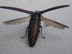 Agrilus difficilis