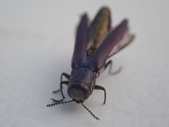 Agrilus difficilis