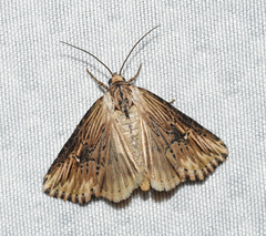 Crambodes talidiformis
