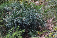 Macrozamia fawcettii