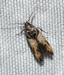 Walshia miscecolorella