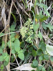 Thalictrum minus hypoleucum