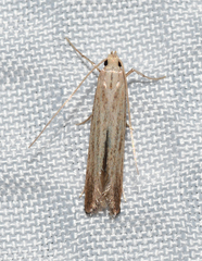 Anomologinae