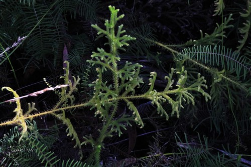 Lycopodiella cernua iNat (2)