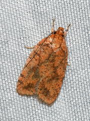 Agonopterix robiniella