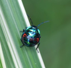 Poecilocoris splendidulus
