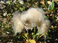 Clematis