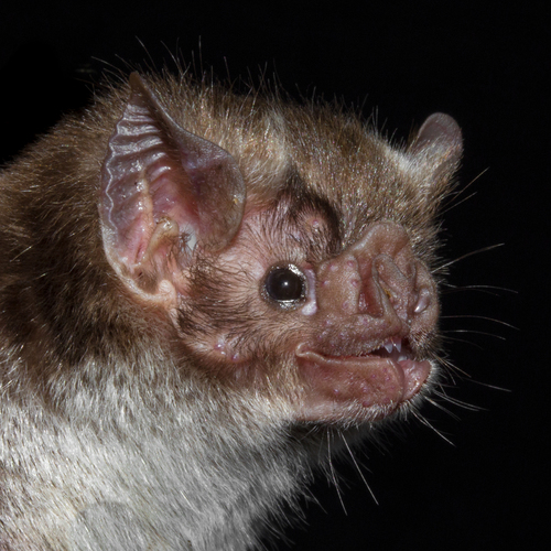 Common Vampire Bat