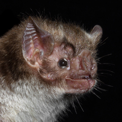 Common Vampire Bat photo 2