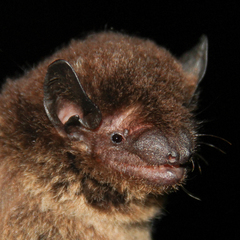 Eptesicus furinalis