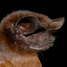 Guianan Bonneted Bat - Photo (c) Roberto Leonan Morim Novaes, some rights reserved (CC BY-NC), uploaded by Roberto Leonan Morim Novaes