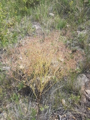 Saposhnikovia divaricata
