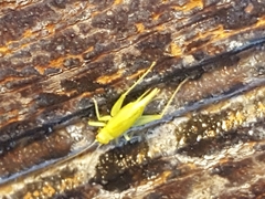 Cyrtoxipha columbiana