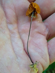 Marasmius fulvoferrugineus