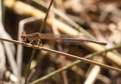 Platycnemis