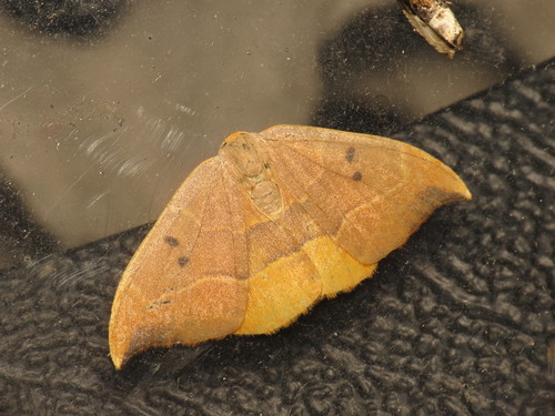 Oak Hook-tip, photo 2 of 10