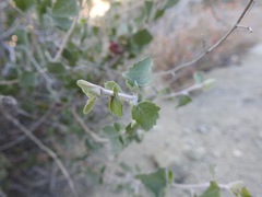 Brickellia desertorum