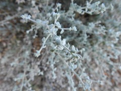 Brickellia nevinii
