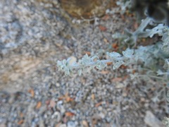 Brickellia nevinii