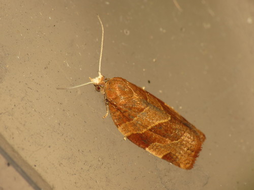 White-faced Tortrix