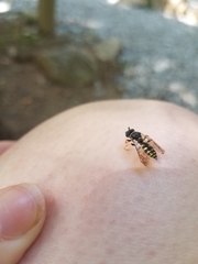 Aphilanthops frigidus