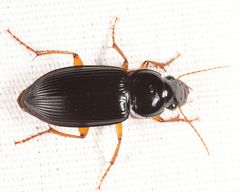 Harpalus pensylvanicus